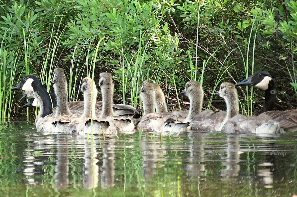 Canadian Geese parents with Geesling