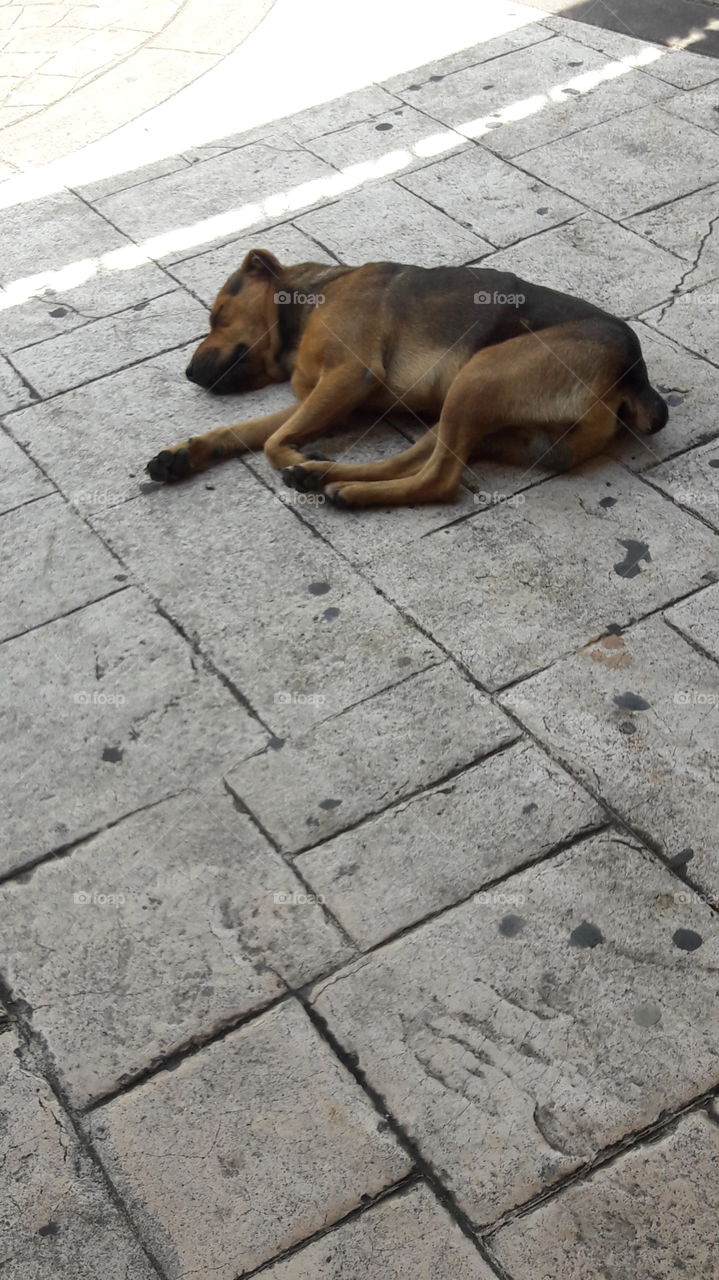 perro de la calle