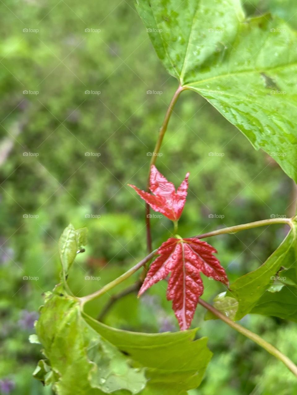 Two single red leaves to welcome autumn