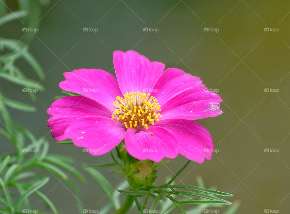 pink flower