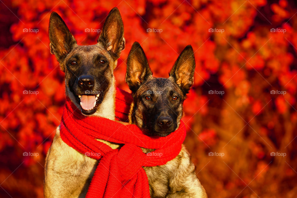 Two Malinois dogs