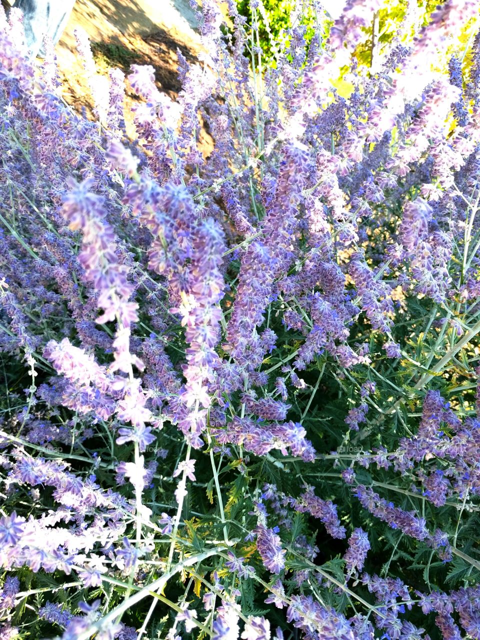 Russian Sage with Lavender colored Blossoms in Summer