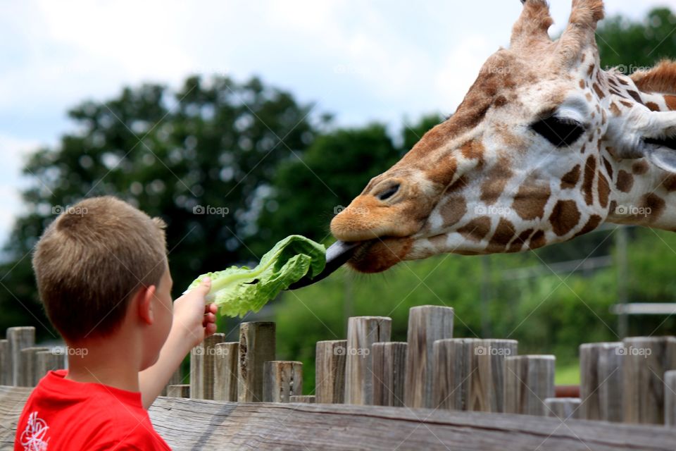 Boy & Giraffe