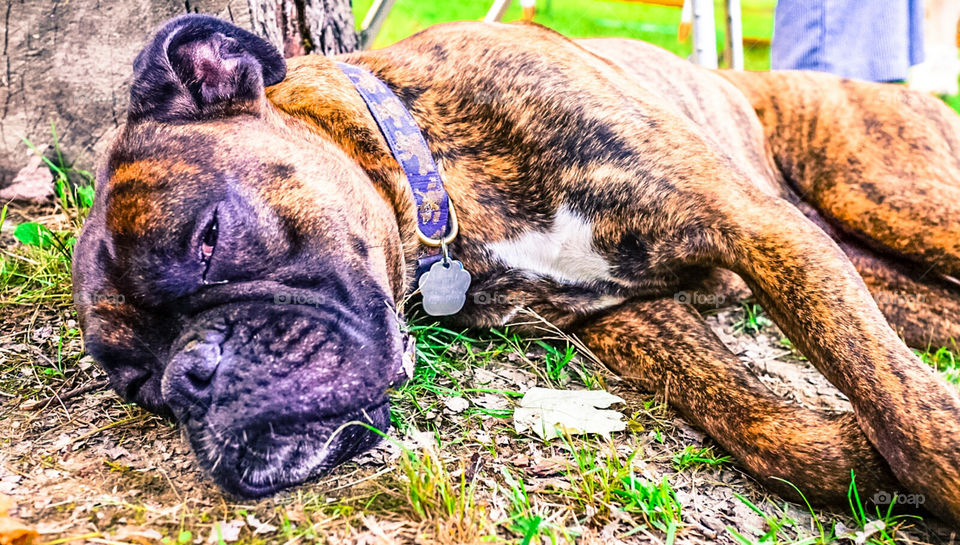 tired boxer dog