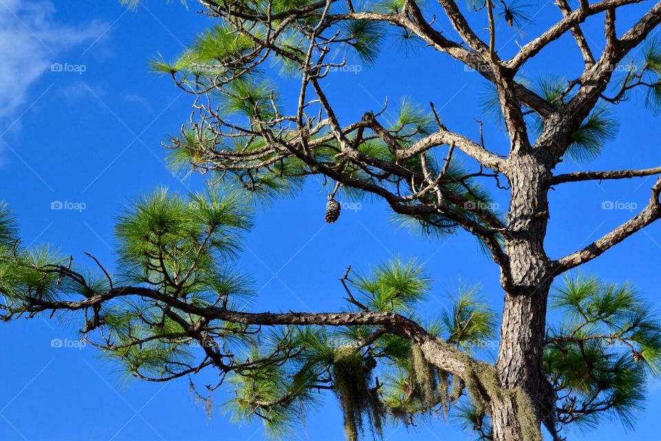 Tree, Nature, Sky, Landscape, Pine