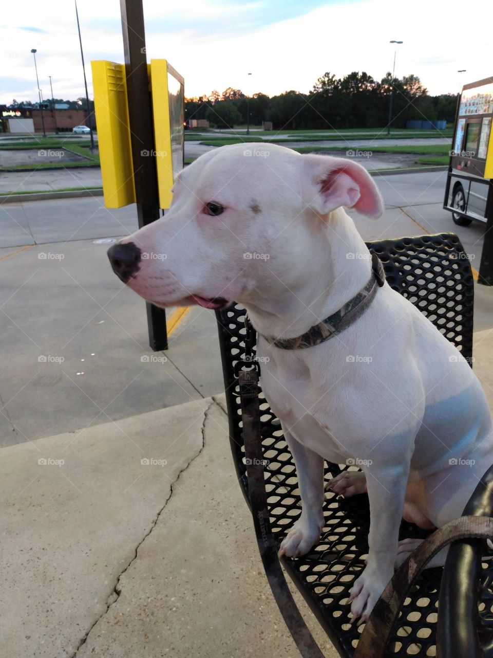 I want sonic too momma