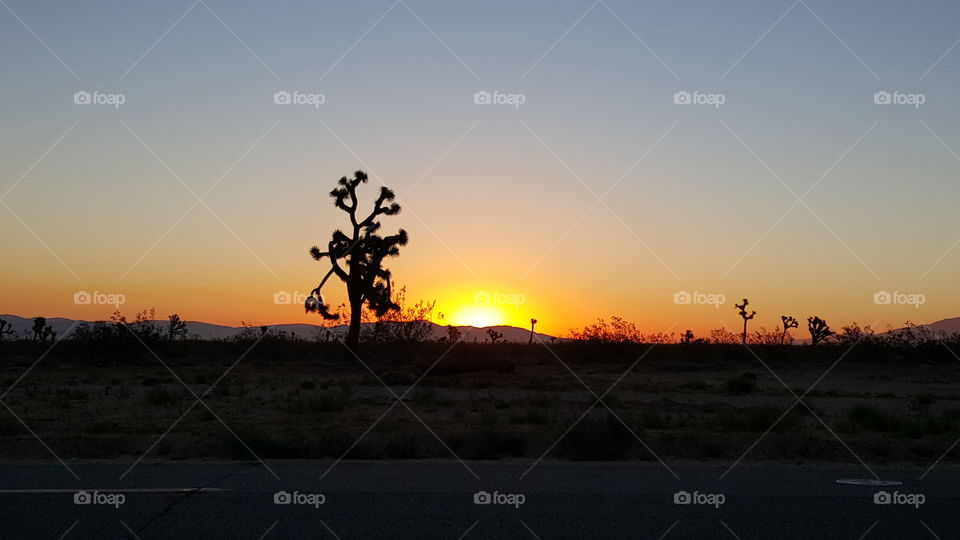 Joshua Tree and sunset
