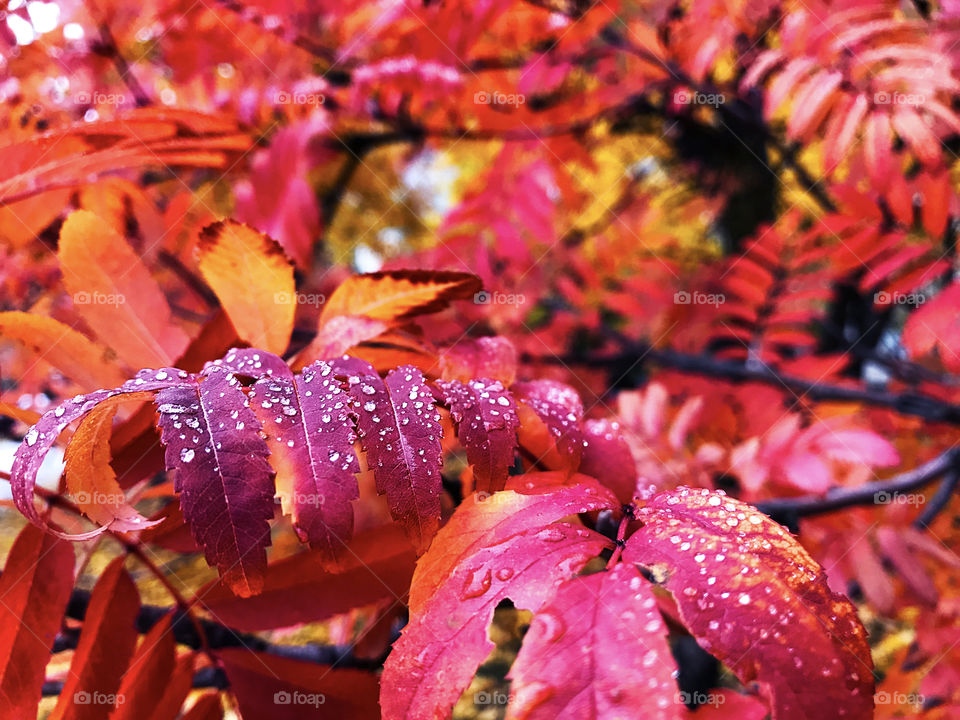Red and orange wet leaves of rowan trees with water droplets in autumn rainy day 