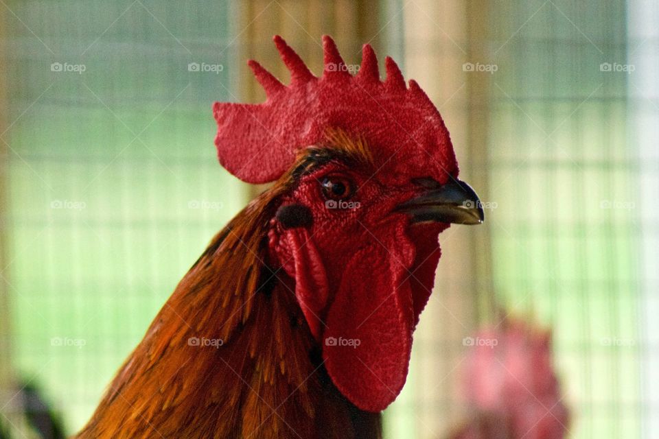 Closeup sideview headshot of a rooster with a red comb and wattle, blurred wire and wooden posts in background