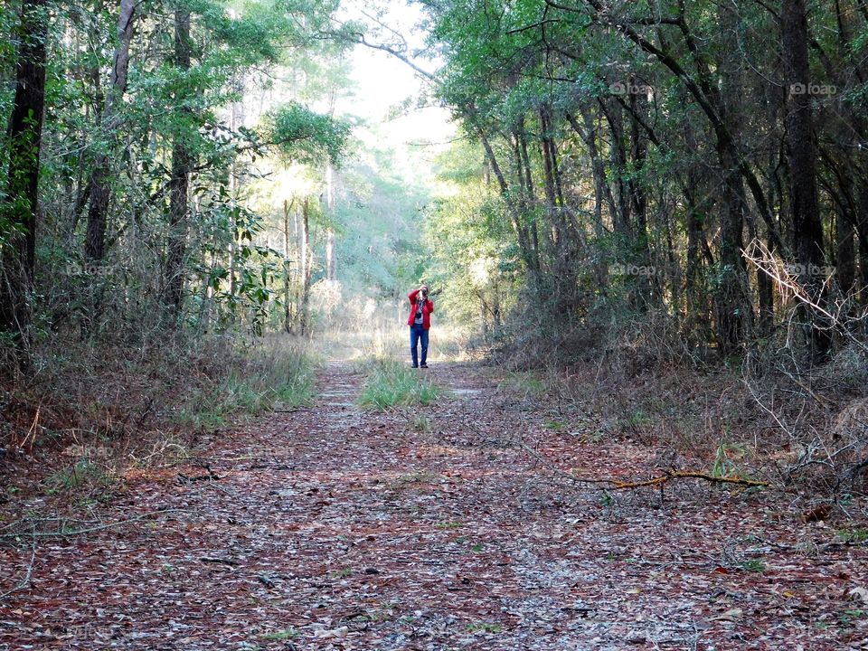 Forest in every season 