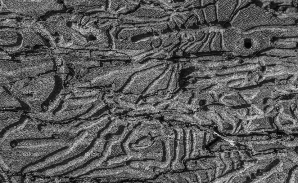 nature draws on a tree . traces of a pest on a tree bark.  natural background