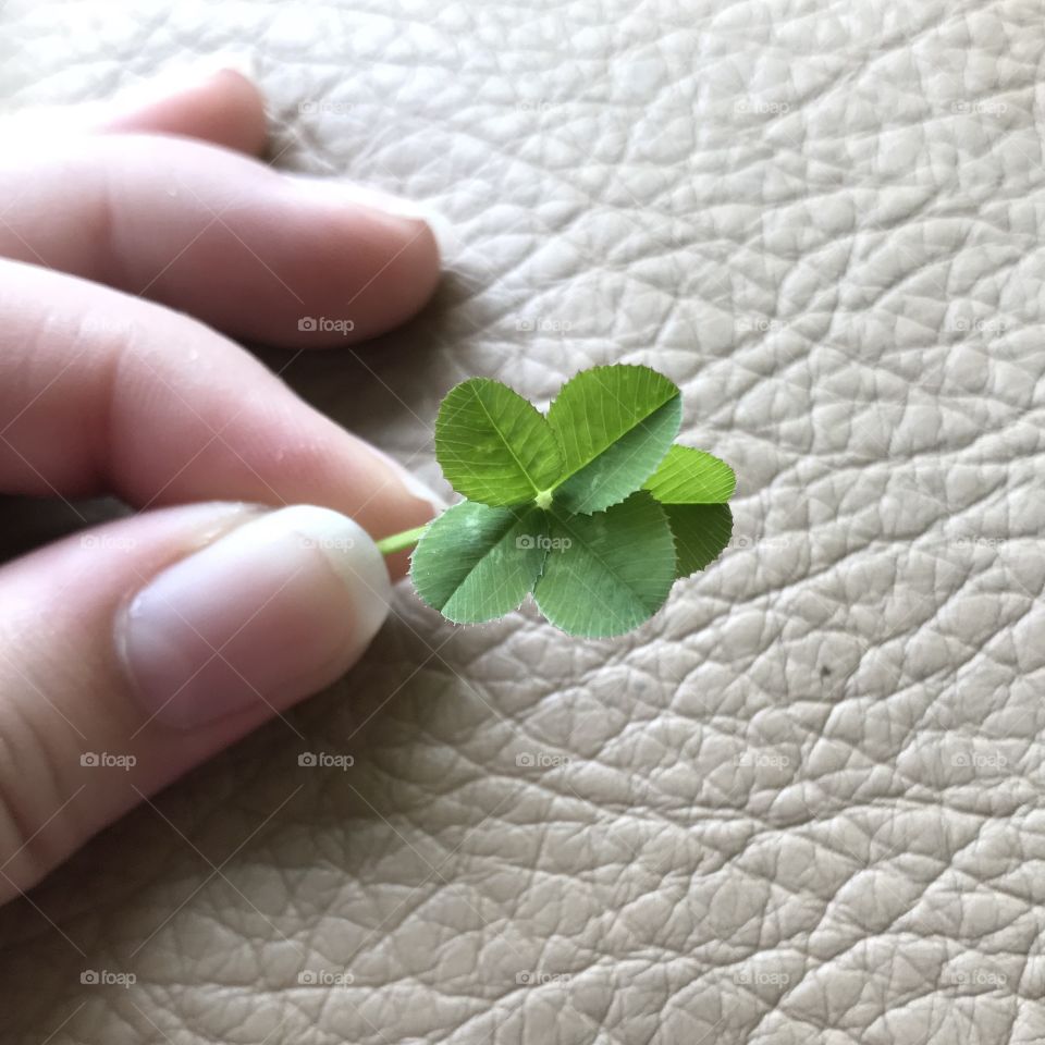 Five leaf clover 