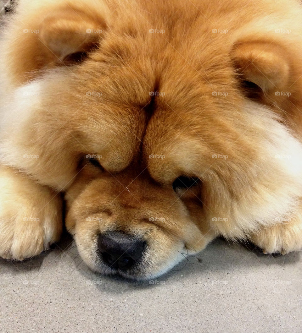 Fluffy dog sleeping