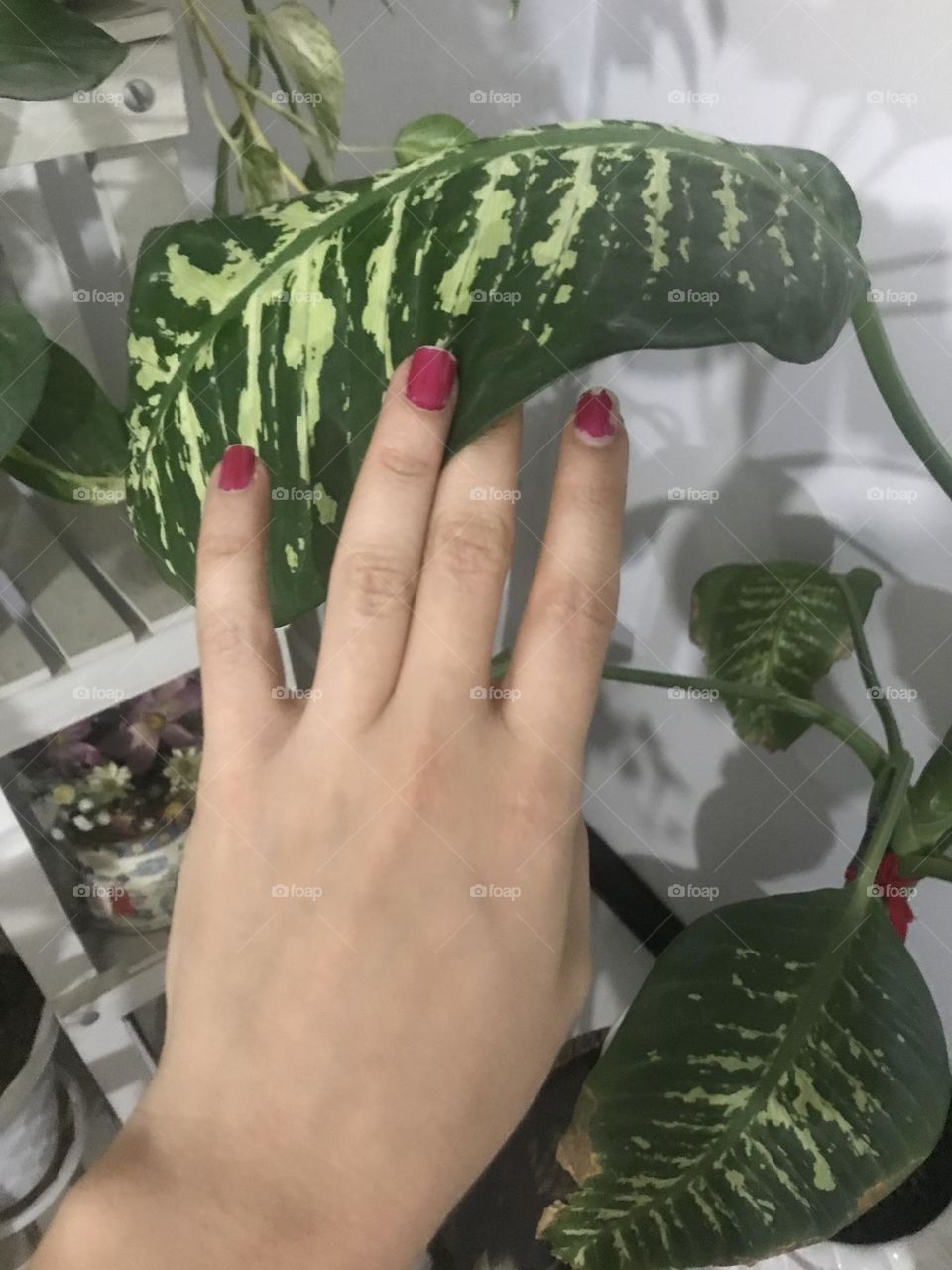 The pink nail polish is more beautiful next to the green color of Dieffenbachia flower