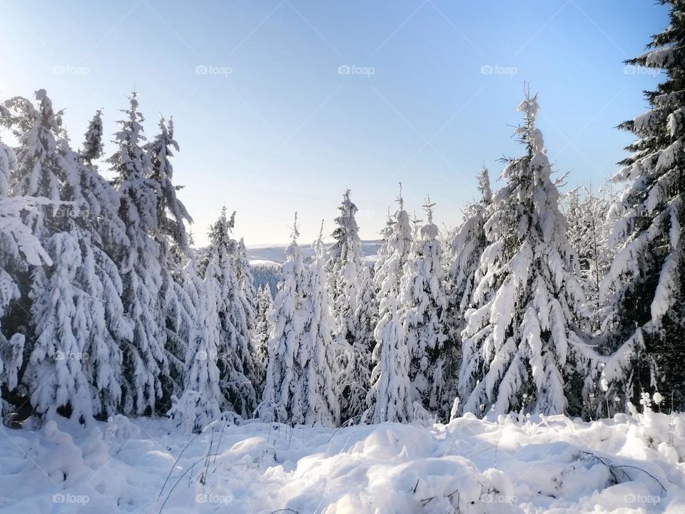 Fir trees in the snow