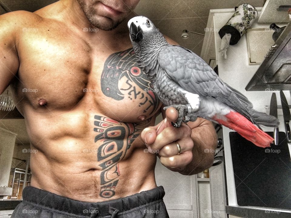 African grey parrot on man's hand finger