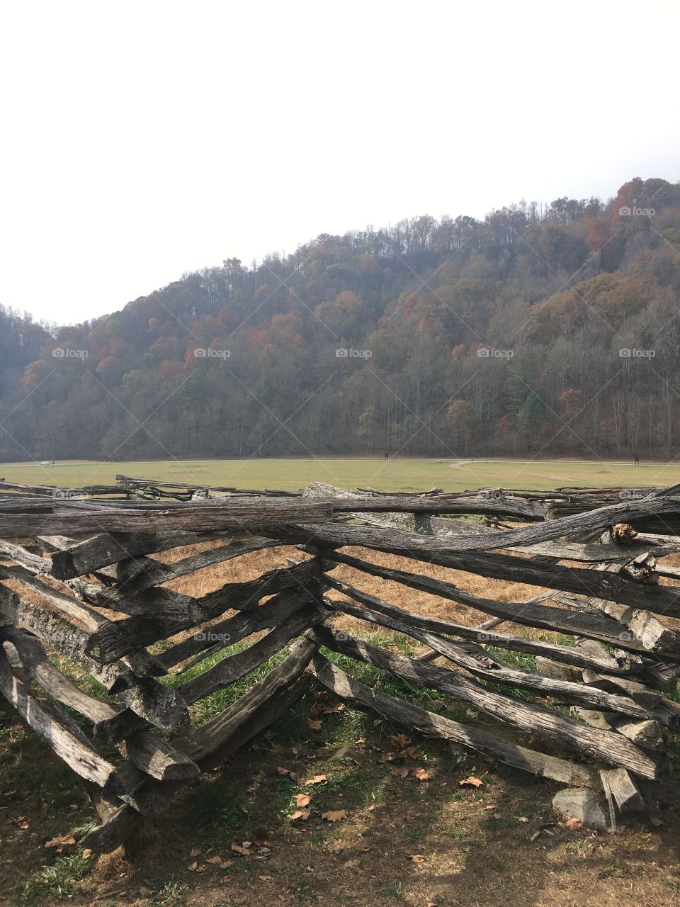 No Person, Landscape, Wood, Tree, Nature