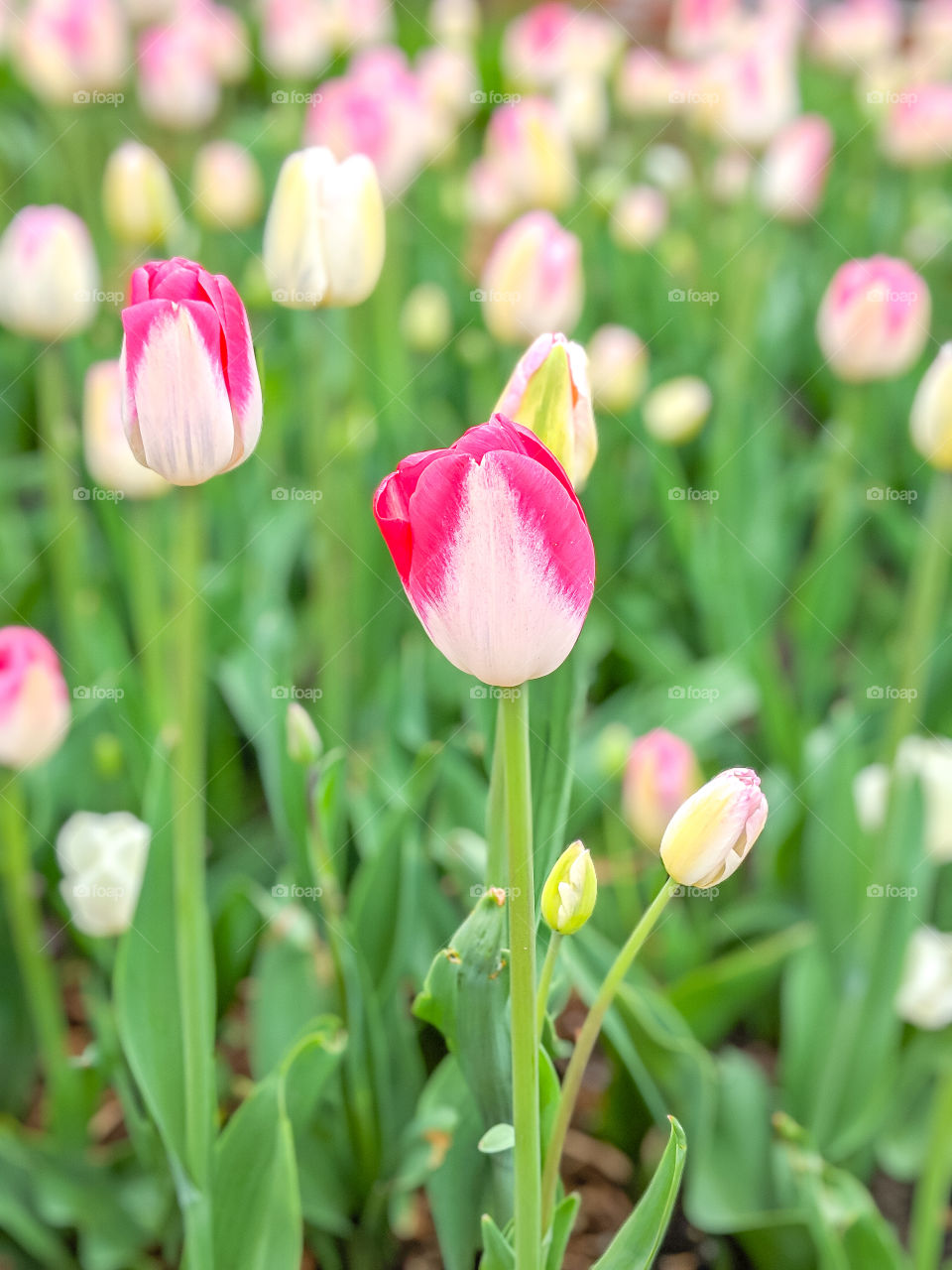 Vibrant, Bright, and Colorful Pink Tulips