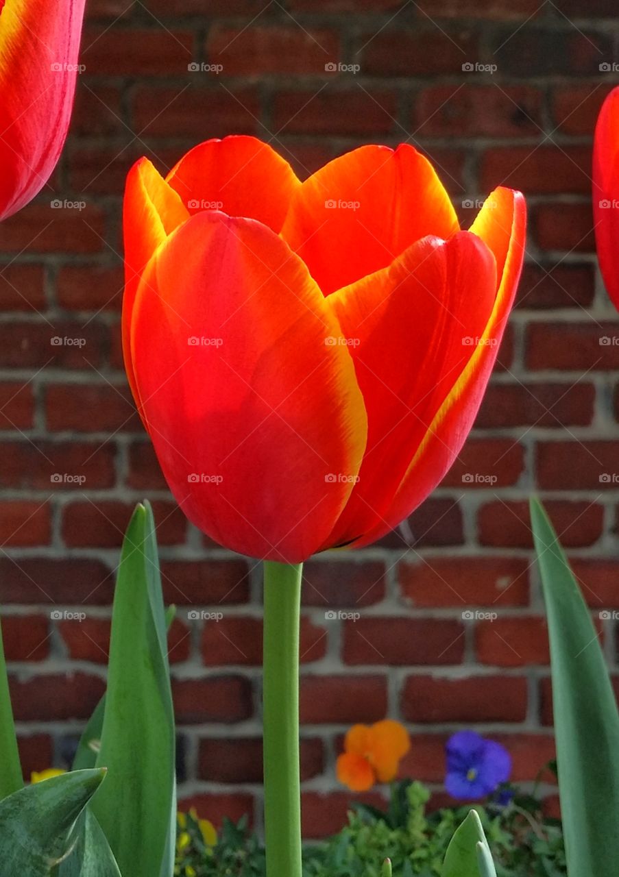 Orange and yellow tulip in front of a red brick wall