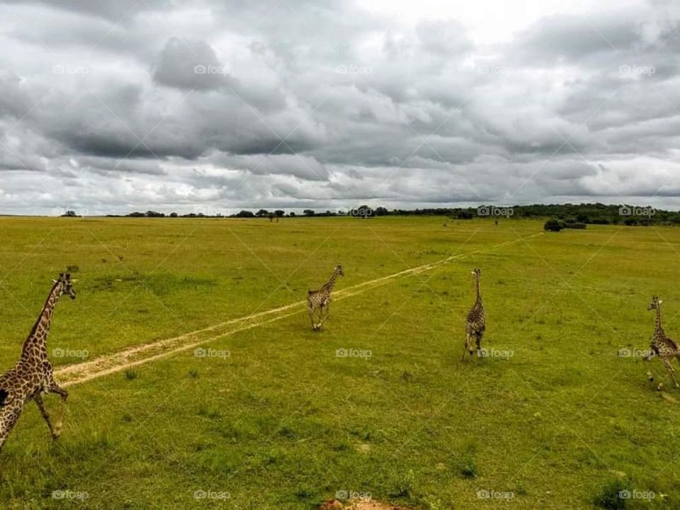 Roaming giraffes