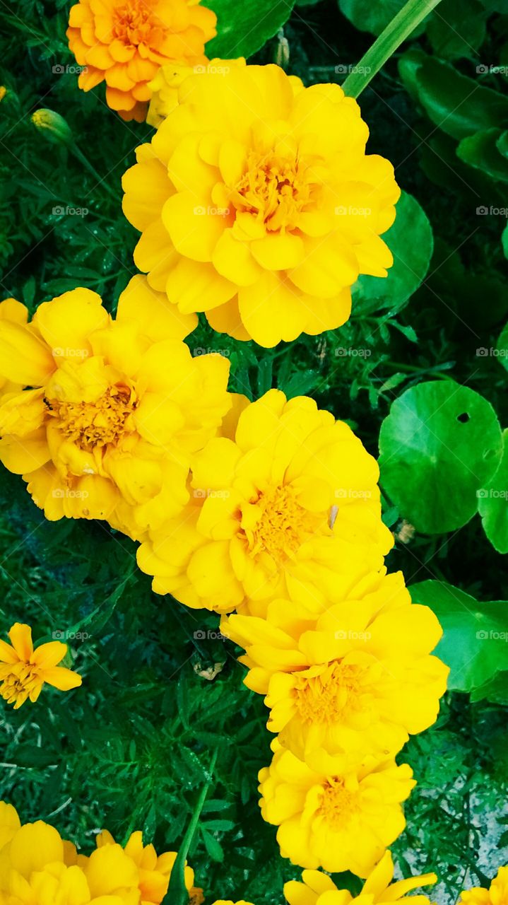 Última flor do jardim nesta 3a feira: a beleza do #amarelo!