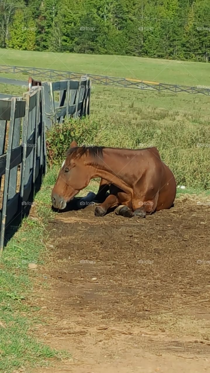 Horse laying in the sun while trying too take his nap