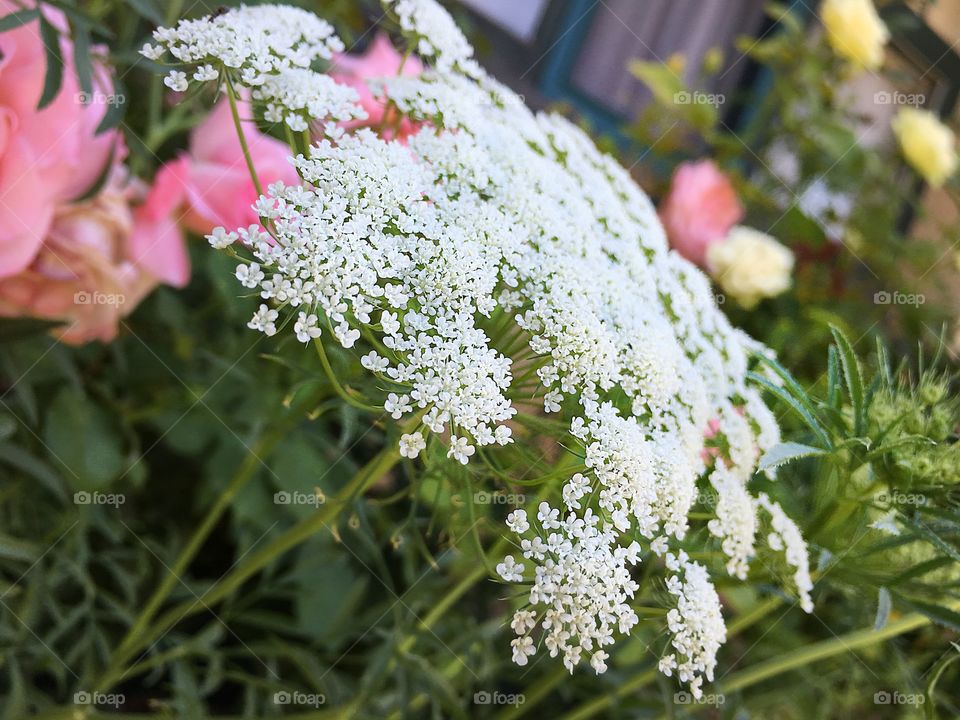 Queen Anne's Lace among roses