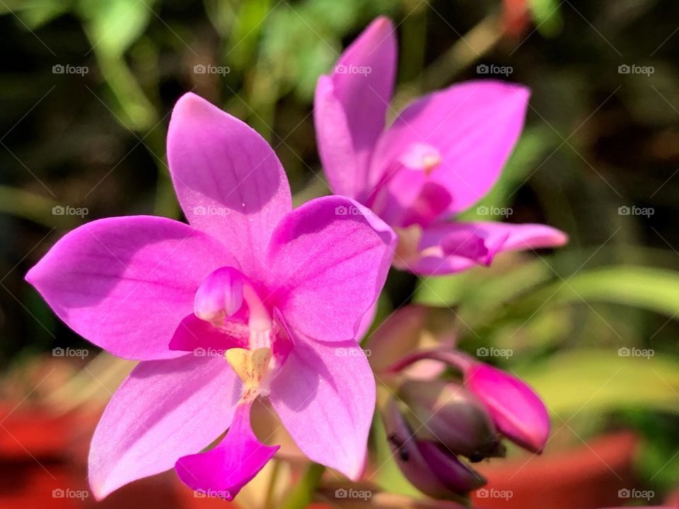 Orchids 