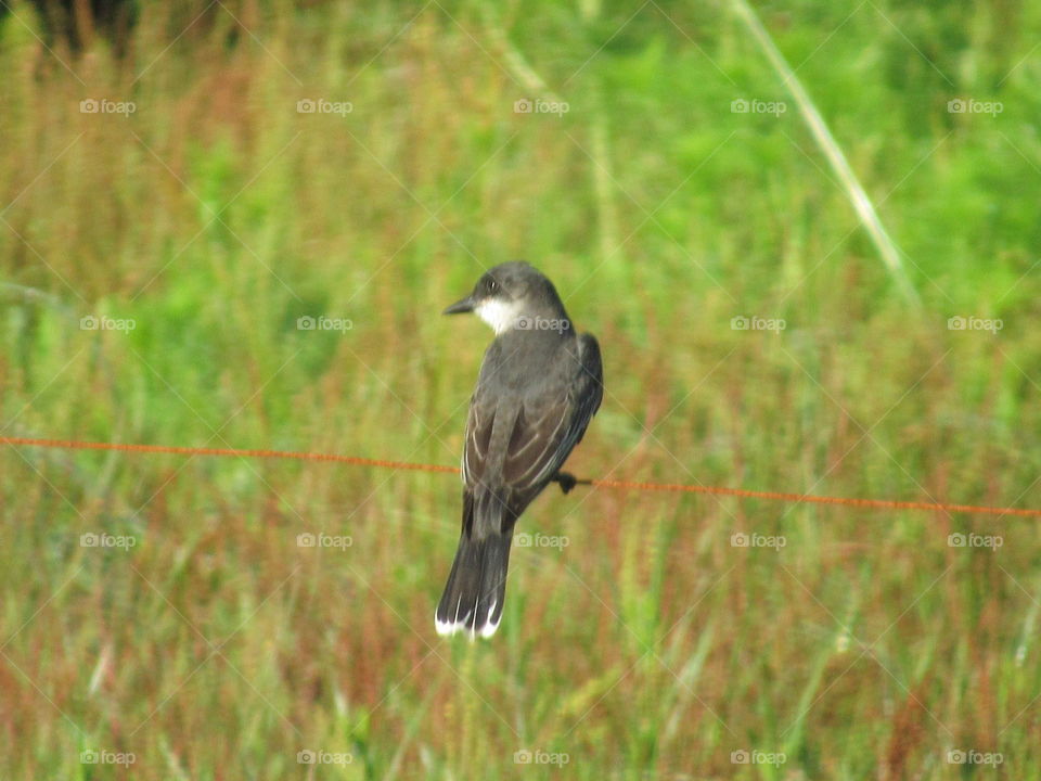 Kingbird