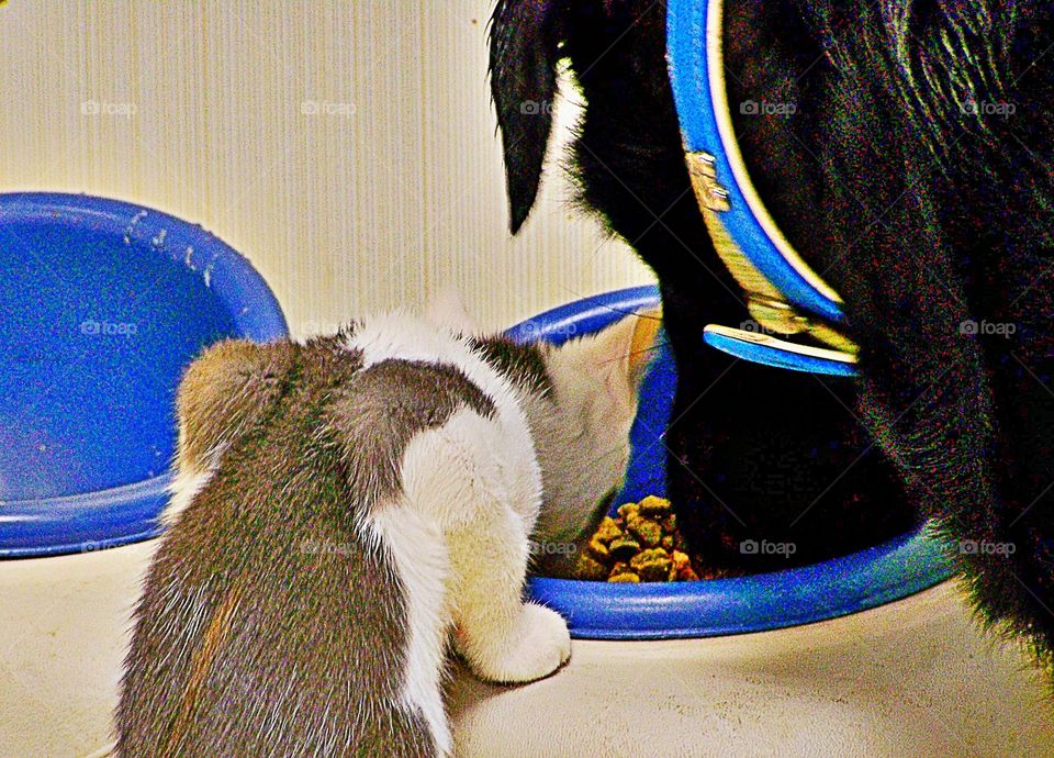 Cat and Dog eating from the same bowl ? 