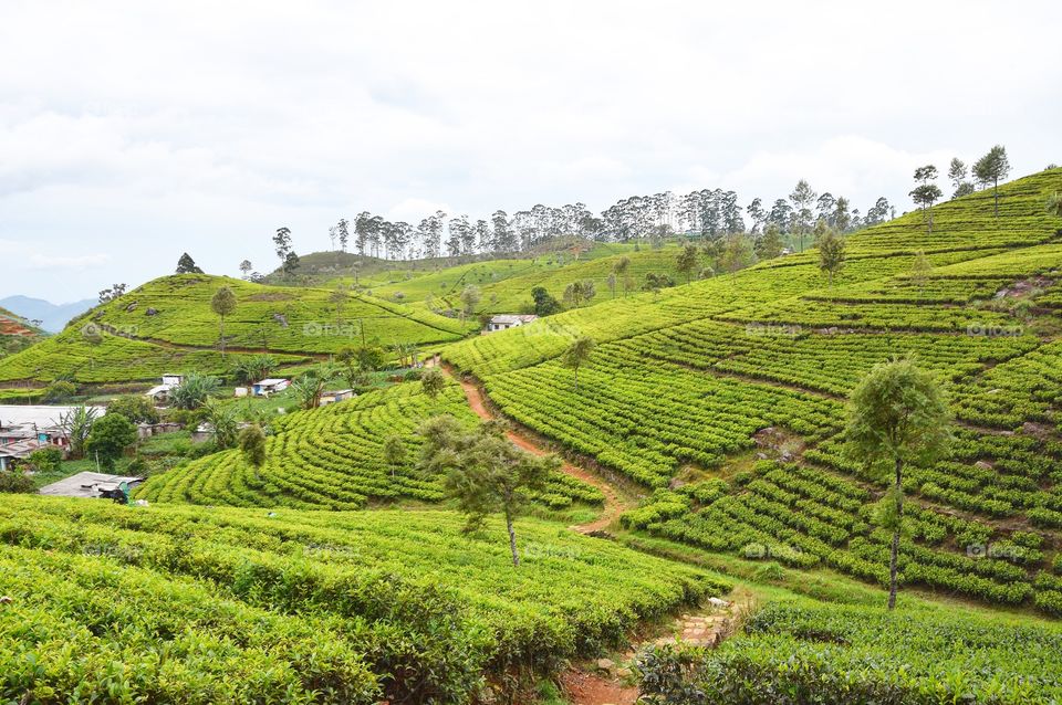 Beautiful tea plantations of Lipton seat innsri Lanka 