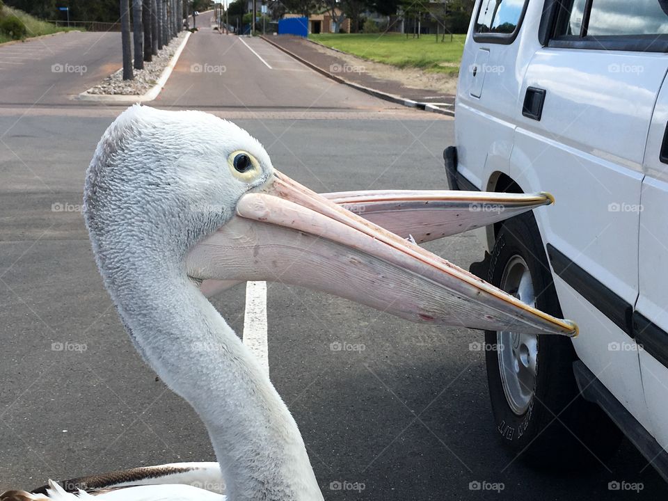 Giant Australian seagulls not!  Two large Pelicans begging for food from
People in parked car at beach