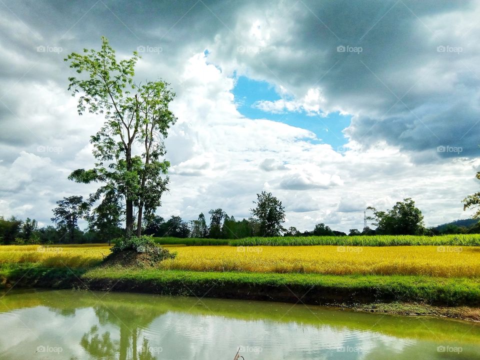 field,framland,sky,tree
