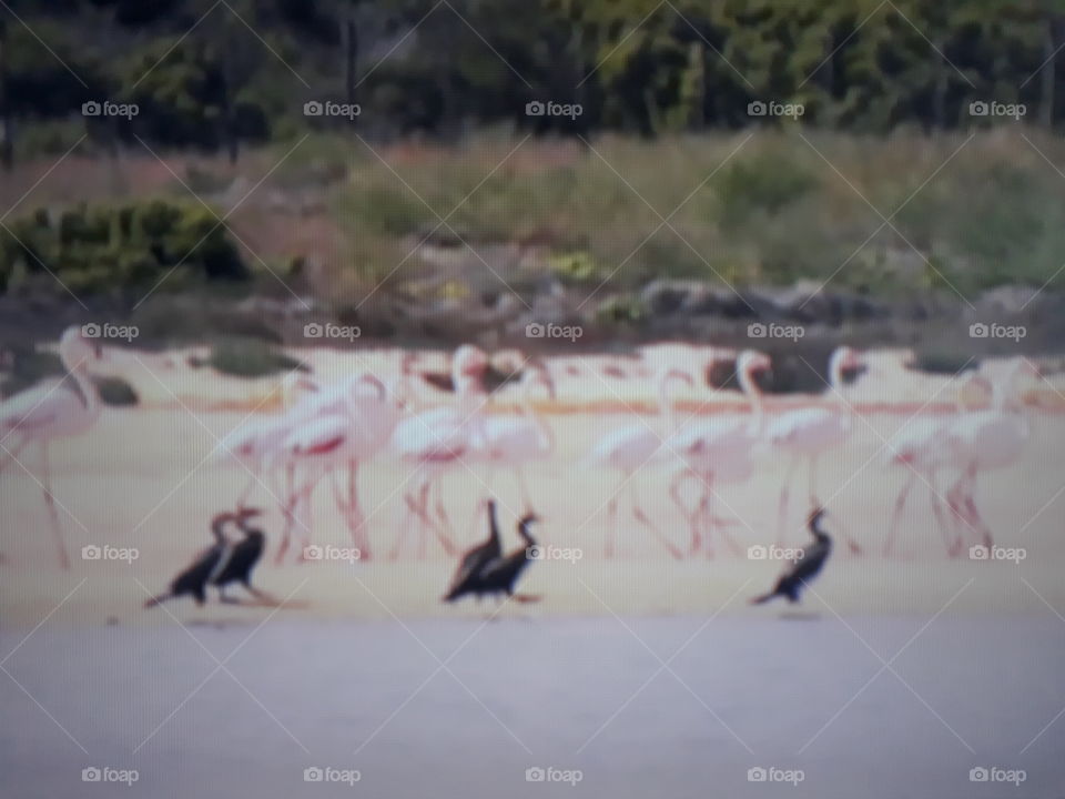 flamingos