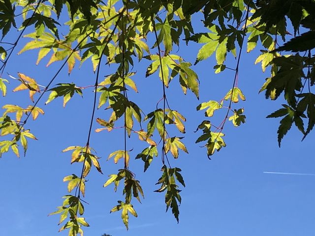 Summer leaves