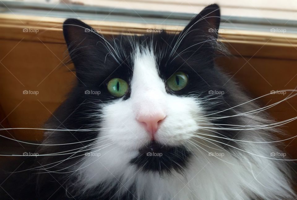 Close-up of kitten looking at camera