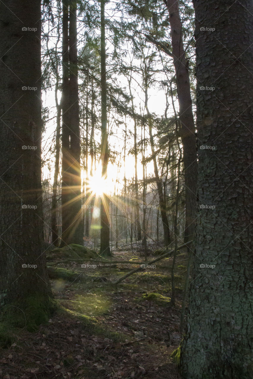 Sun rays in the forest 