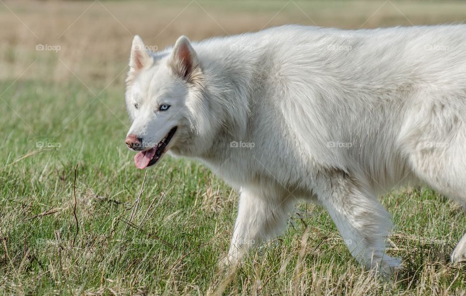 Close-up of walking dog