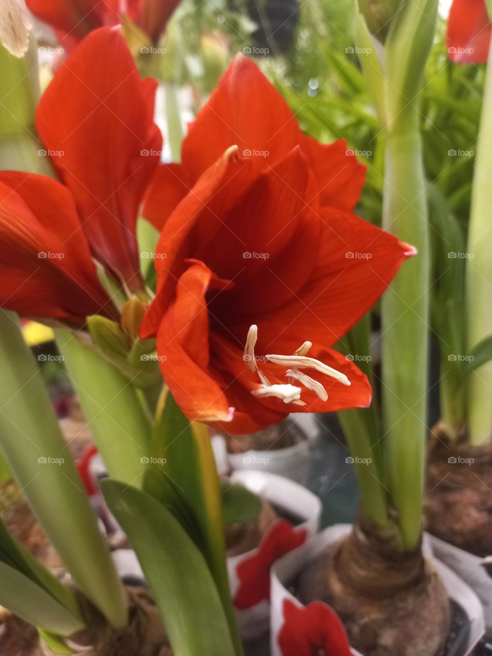 Amaryllis, Açucena ou Flor da iImperatriz é uma planta, que se destaca pela beleza das flores grandes, exuberantes e cores vibrantes