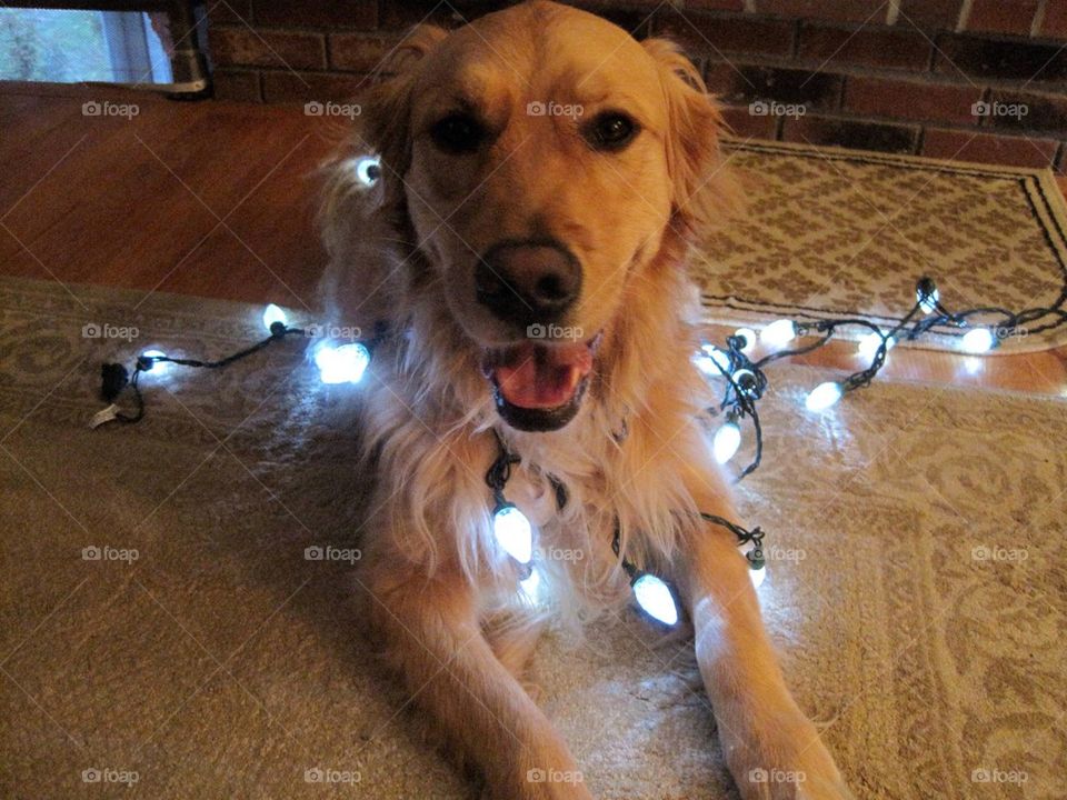 Golden at Christmas