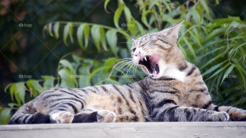 Cats and their all time changing attractive expressions.