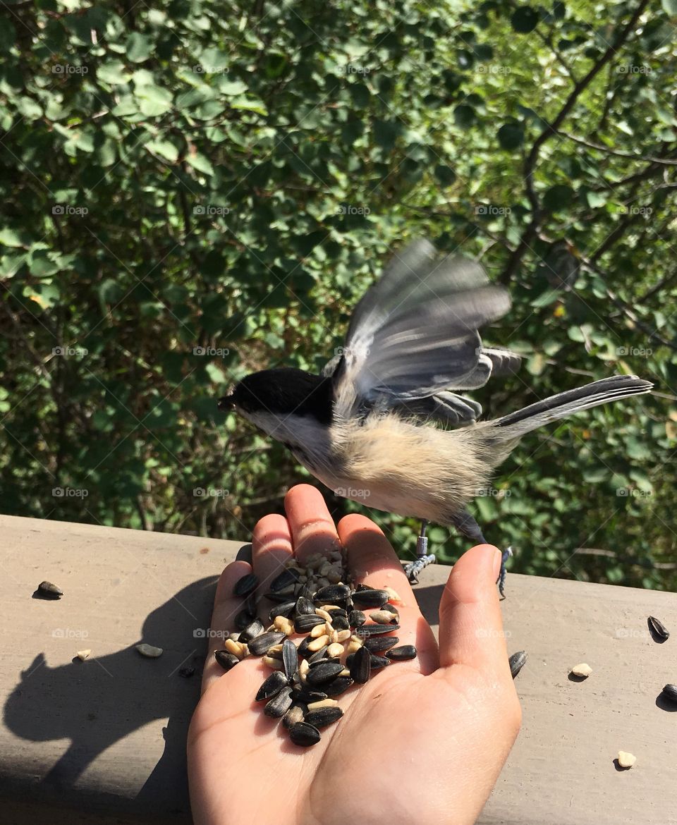 Bird, Nature, Outdoors, Wildlife, One