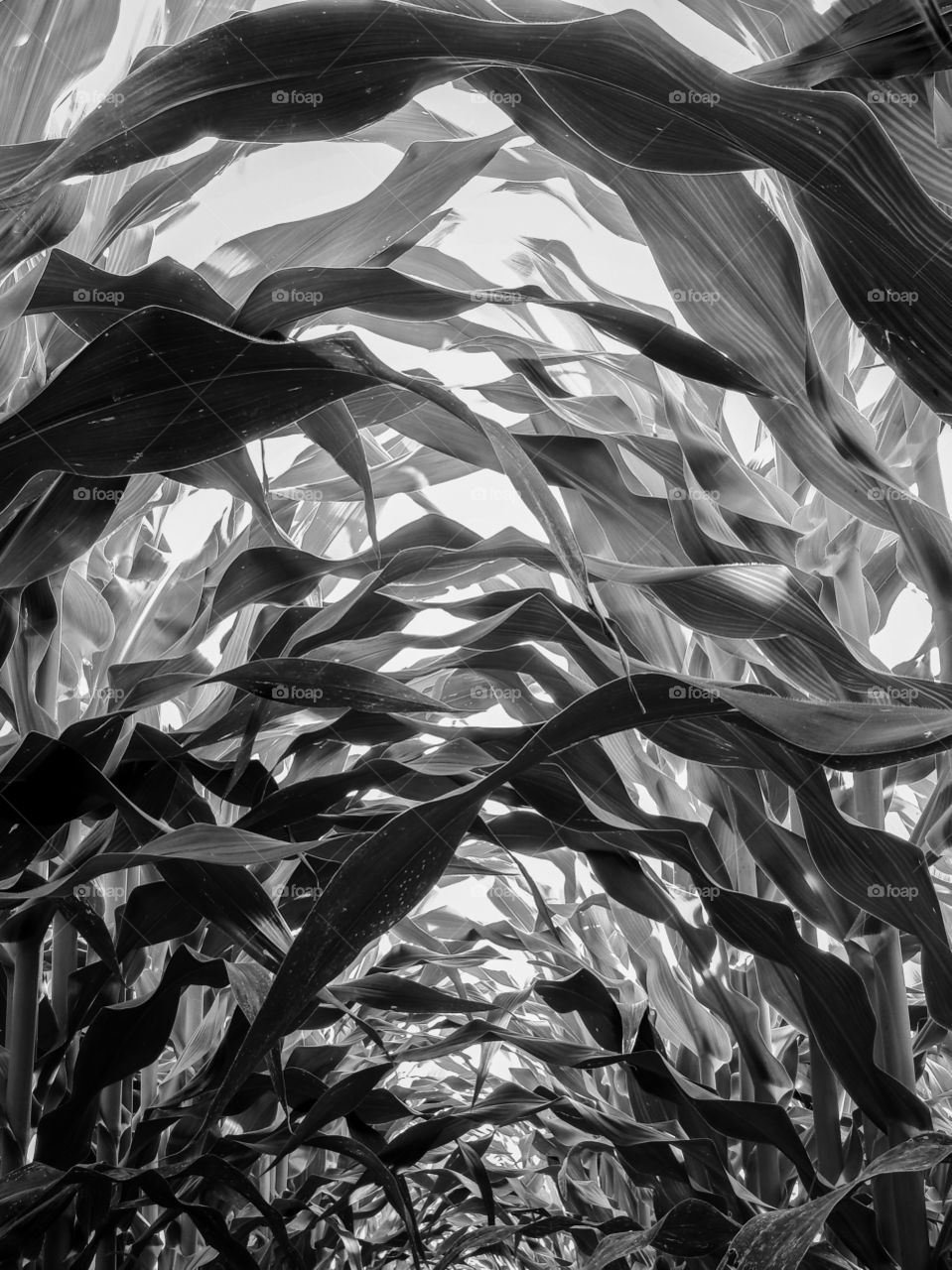 Abstract black and white perspective of the lush leaves of corn stalks as viewed from deep within the rows. Raleigh, North Carolina. 