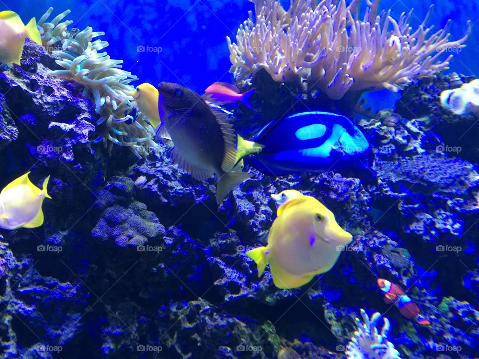 Aquarium 