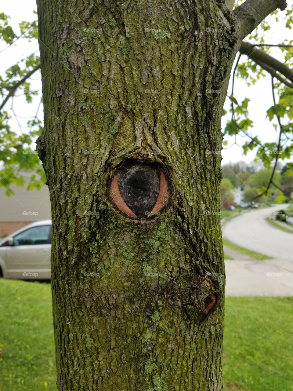 knot in the tree that looks like an eyeball