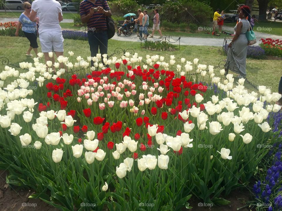 Flowers at the Tulip Festival