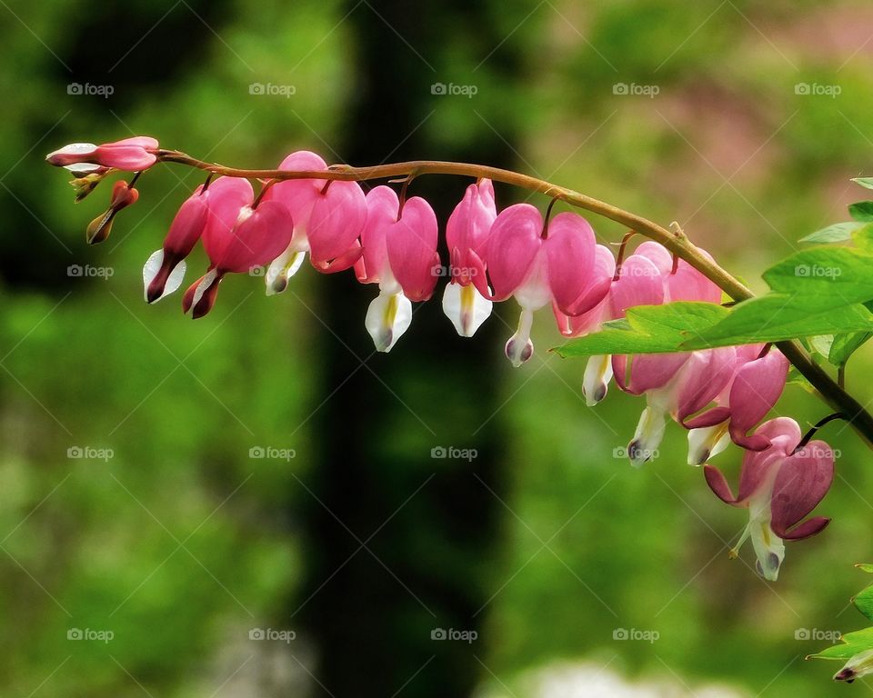 Bleeding Hearts