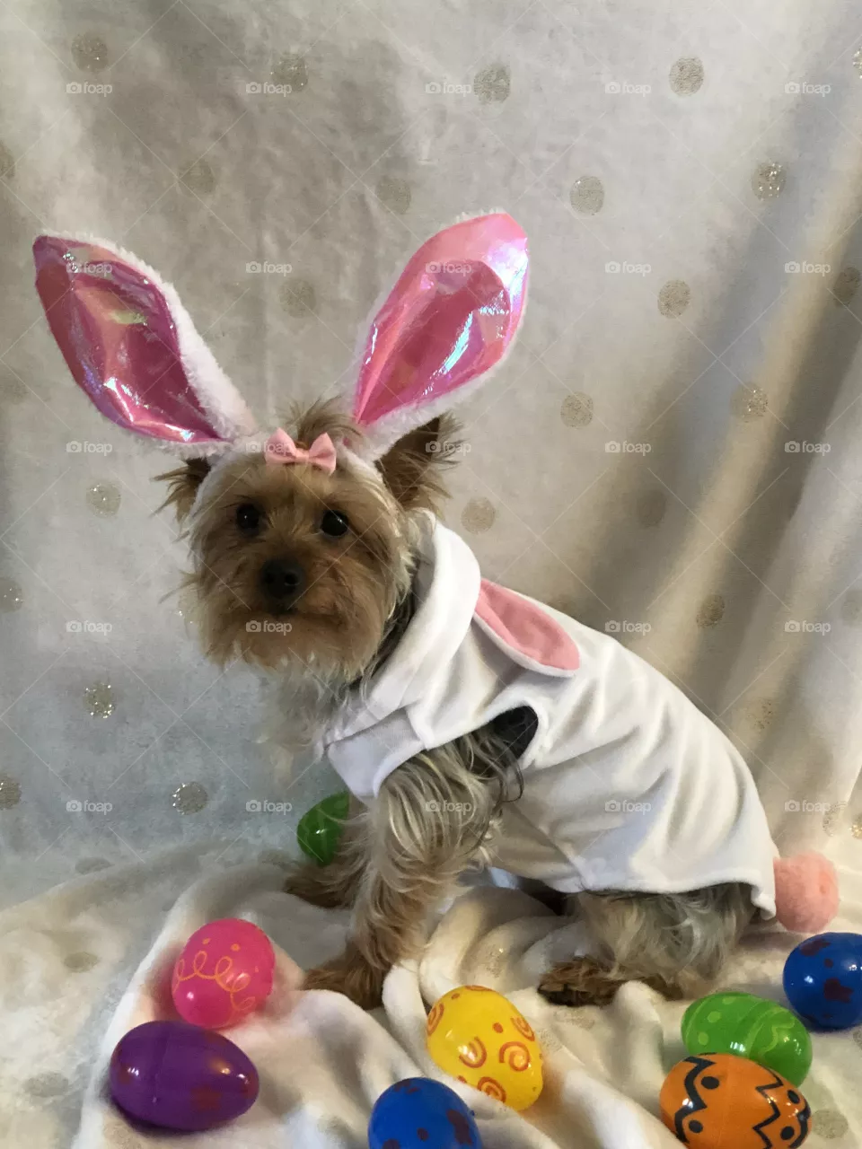 Maisy the Yorkie