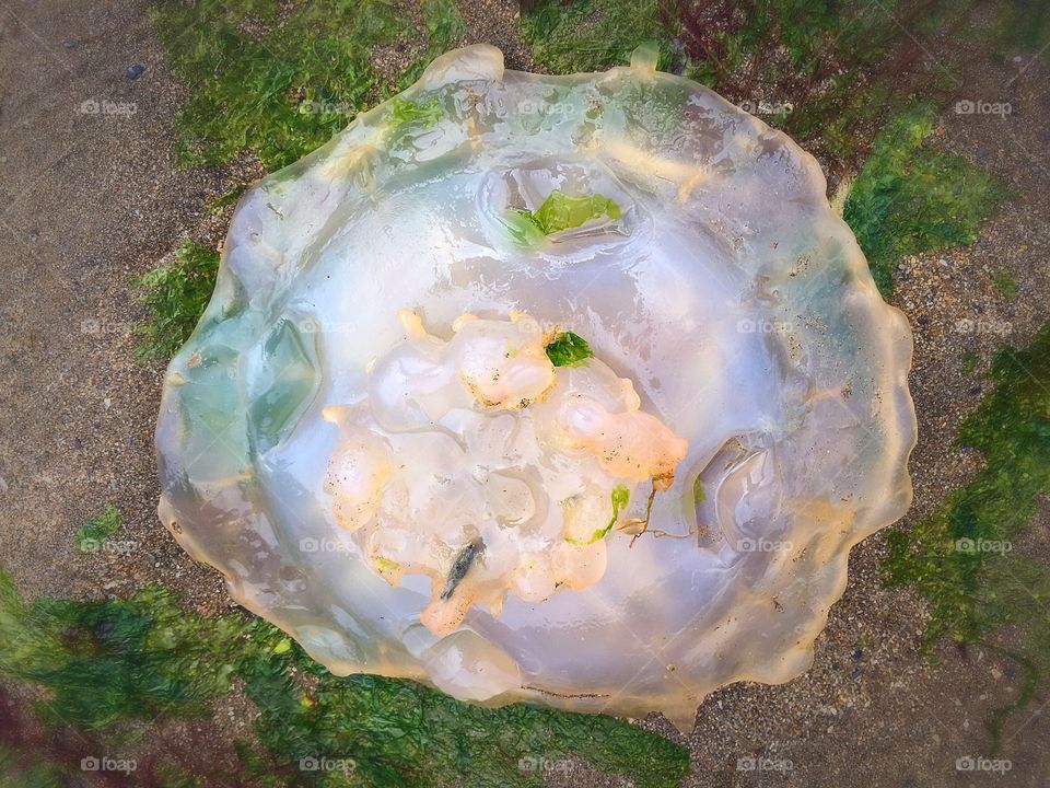 Barrel Jellyfish Cornwall Beach