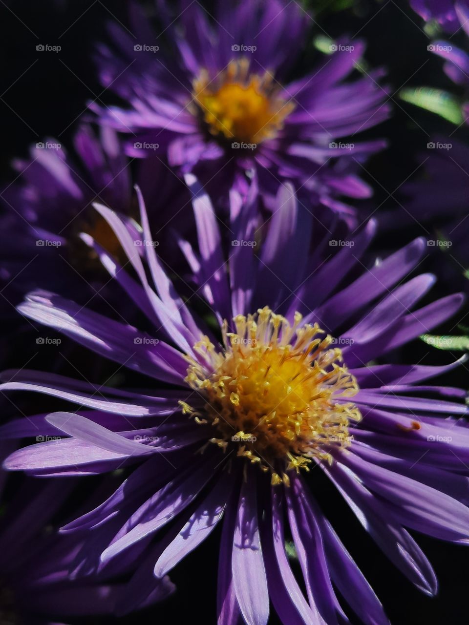 portrait of sunlit purple  aster